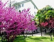 解放军武汉第161医院